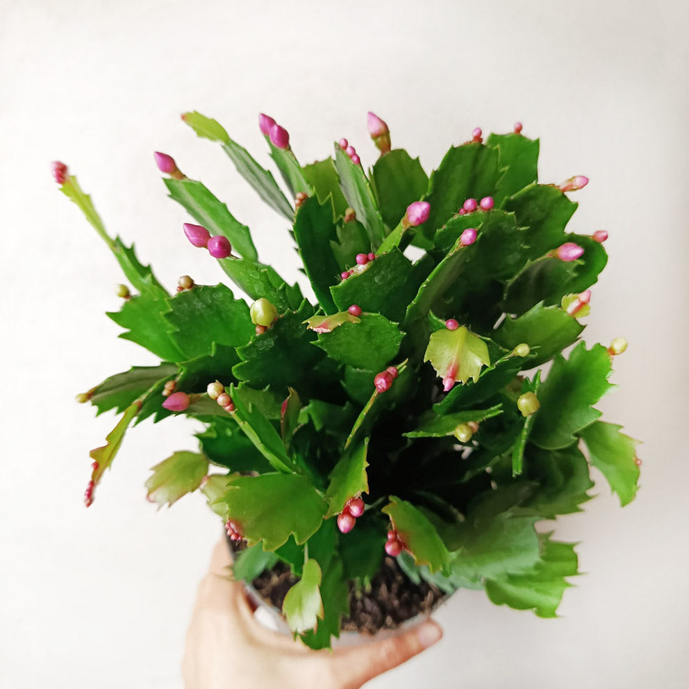 Schlumbergera mixed 4 colours (natalina)
