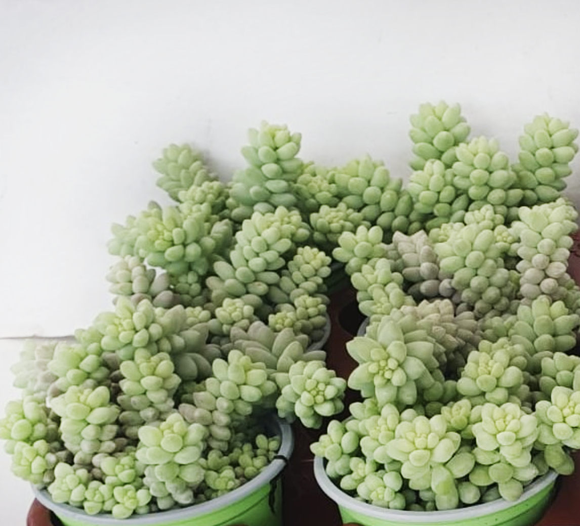 Sedum Burrito