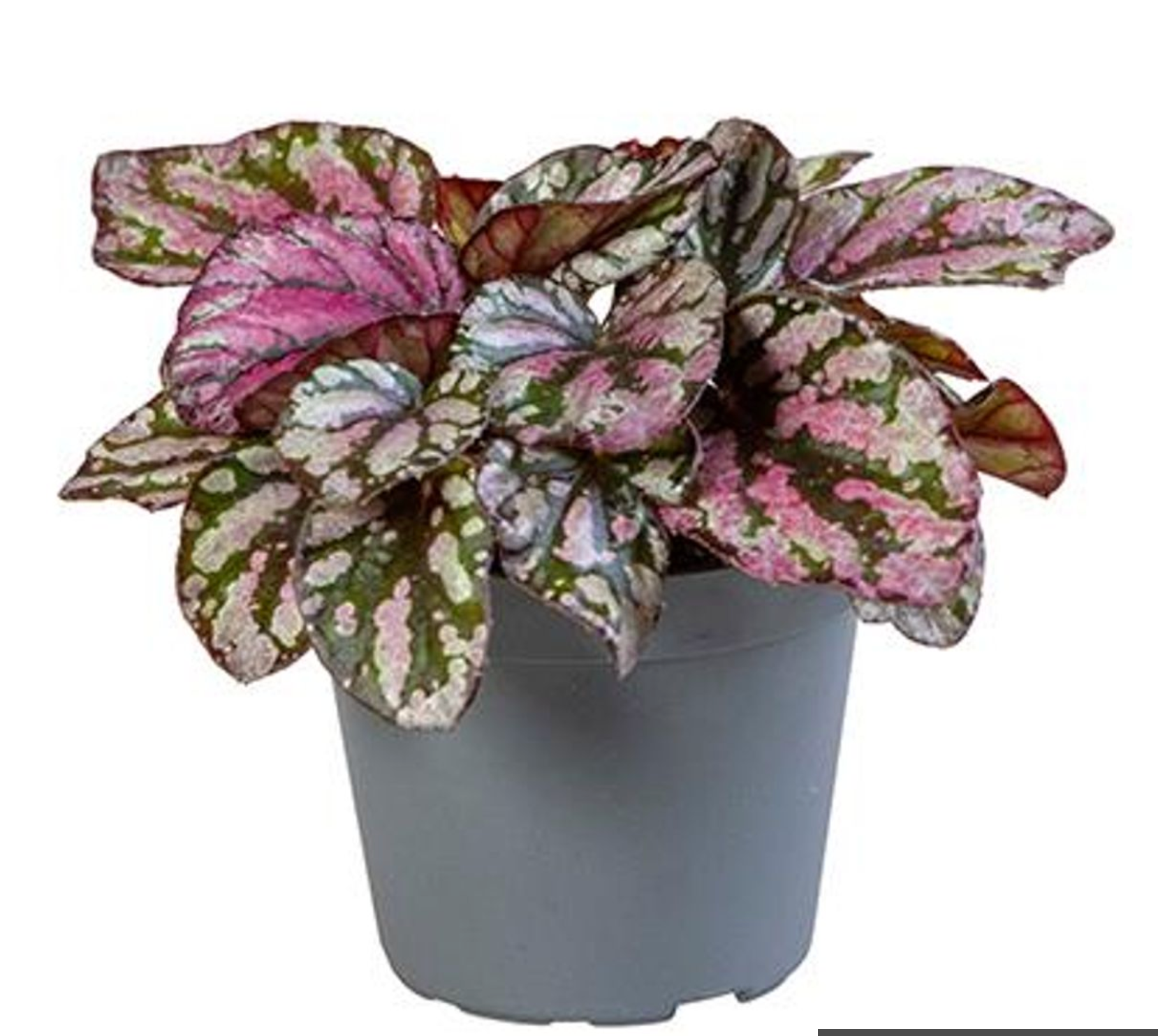 Baby Begonia Hugh McLauchlan