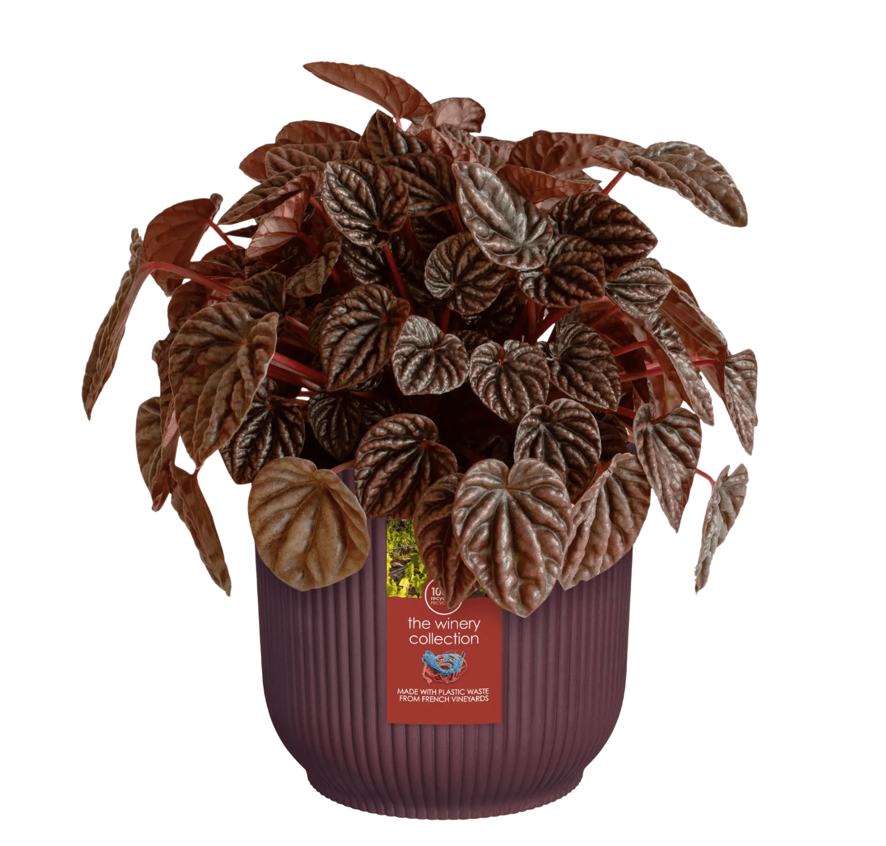 THE WINERY collection /rosso bordeaux