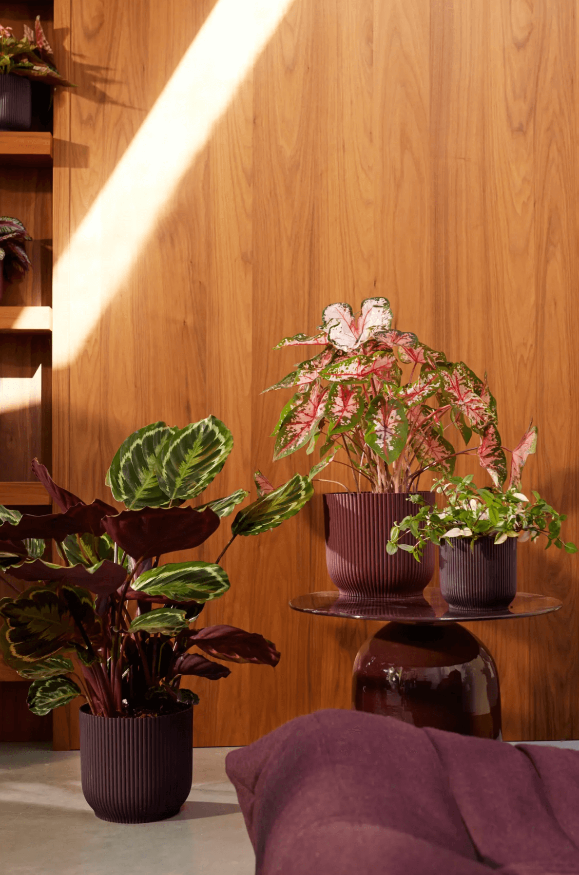 THE WINERY collection /rosso bordeaux