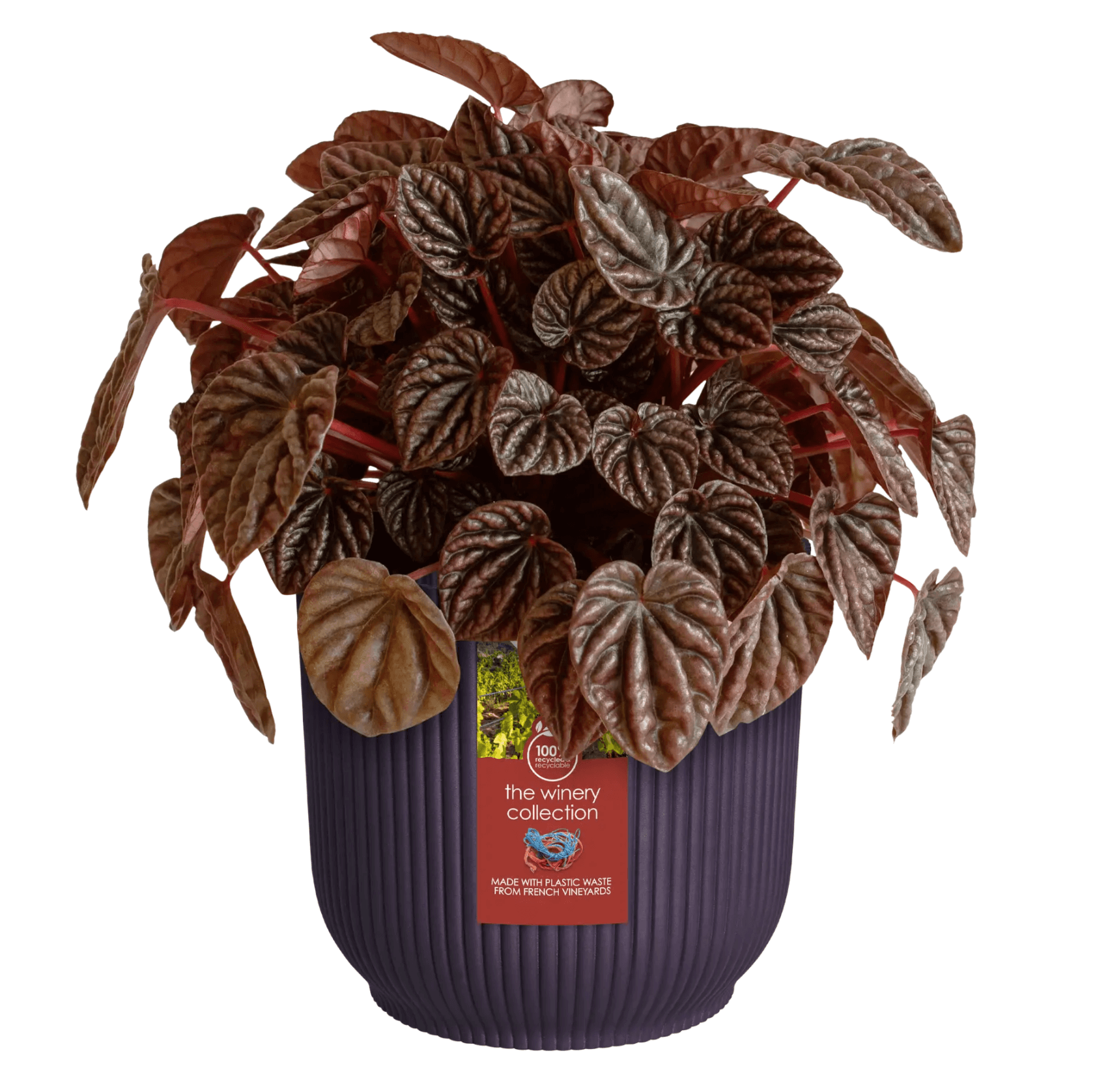 THE WINERY collection /Porpora scuro