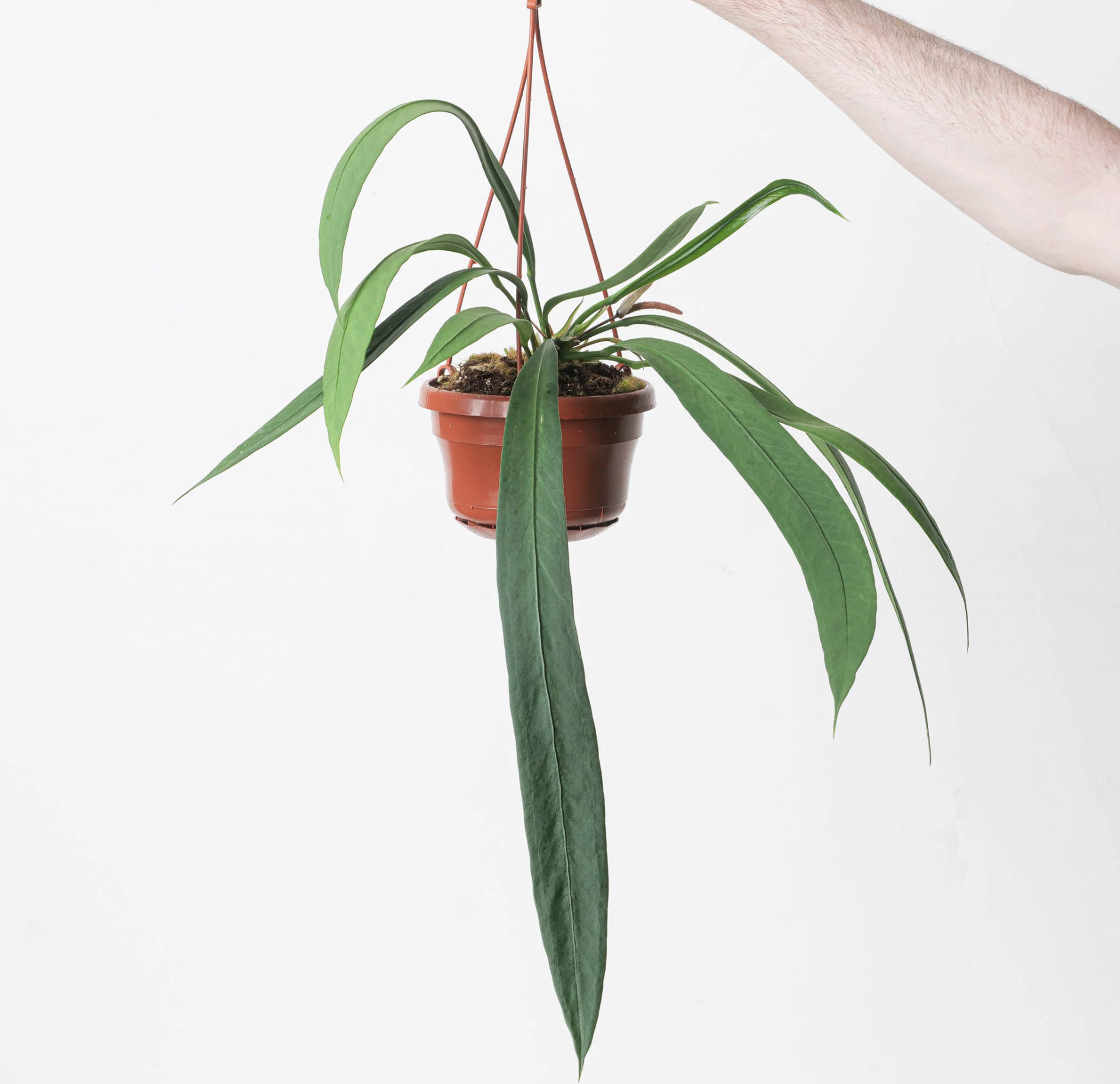 Anthurium vittariifolium