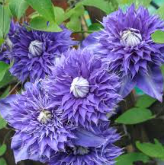 Clematis Multi Blue