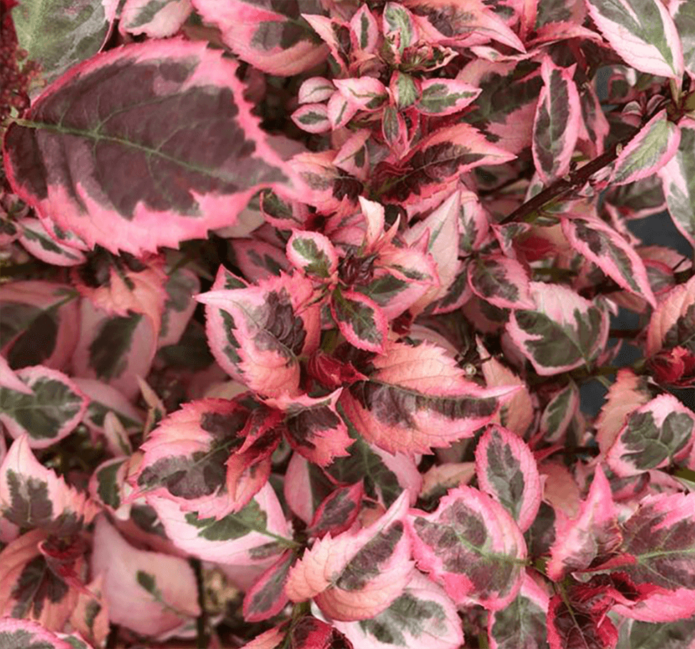 Hydrangea serrata Euphoria Pink (ortensia)
