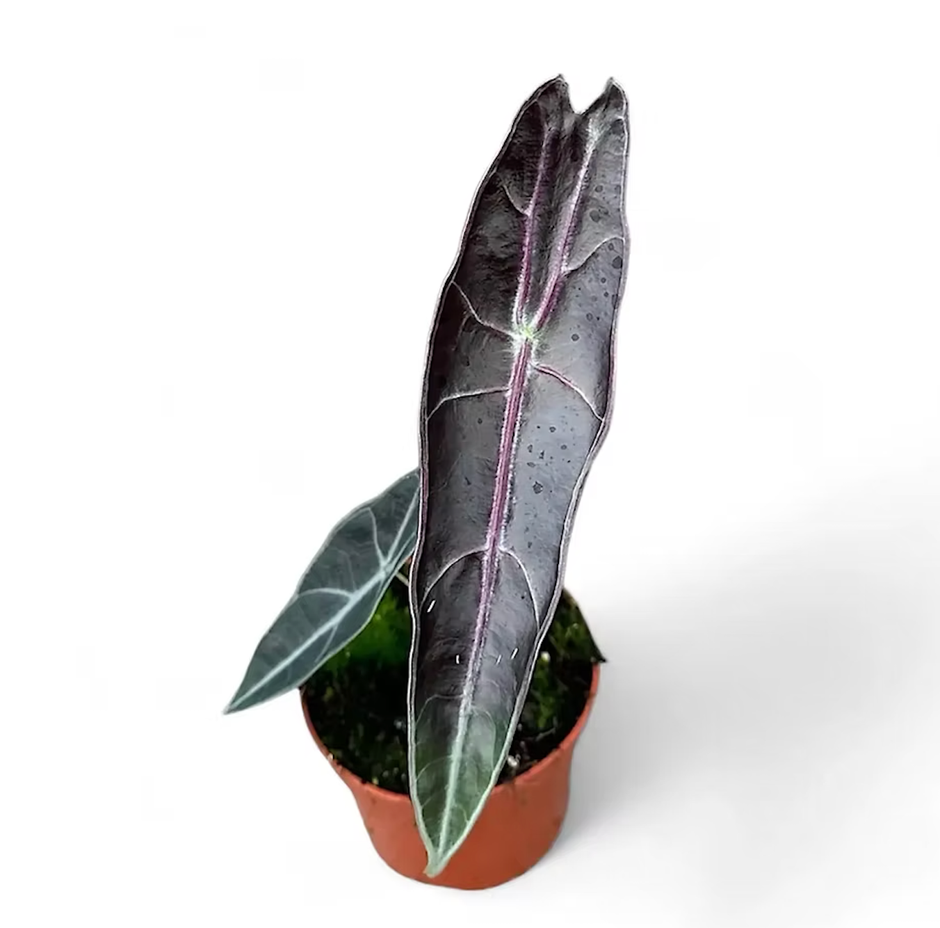Alocasia Longiloba Purple