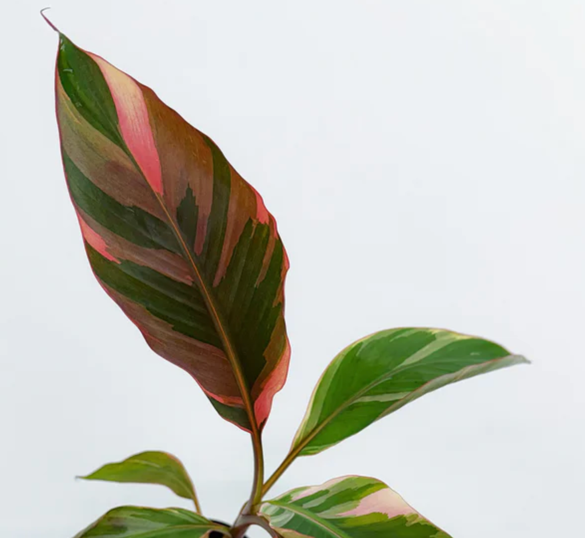 Musa Nono