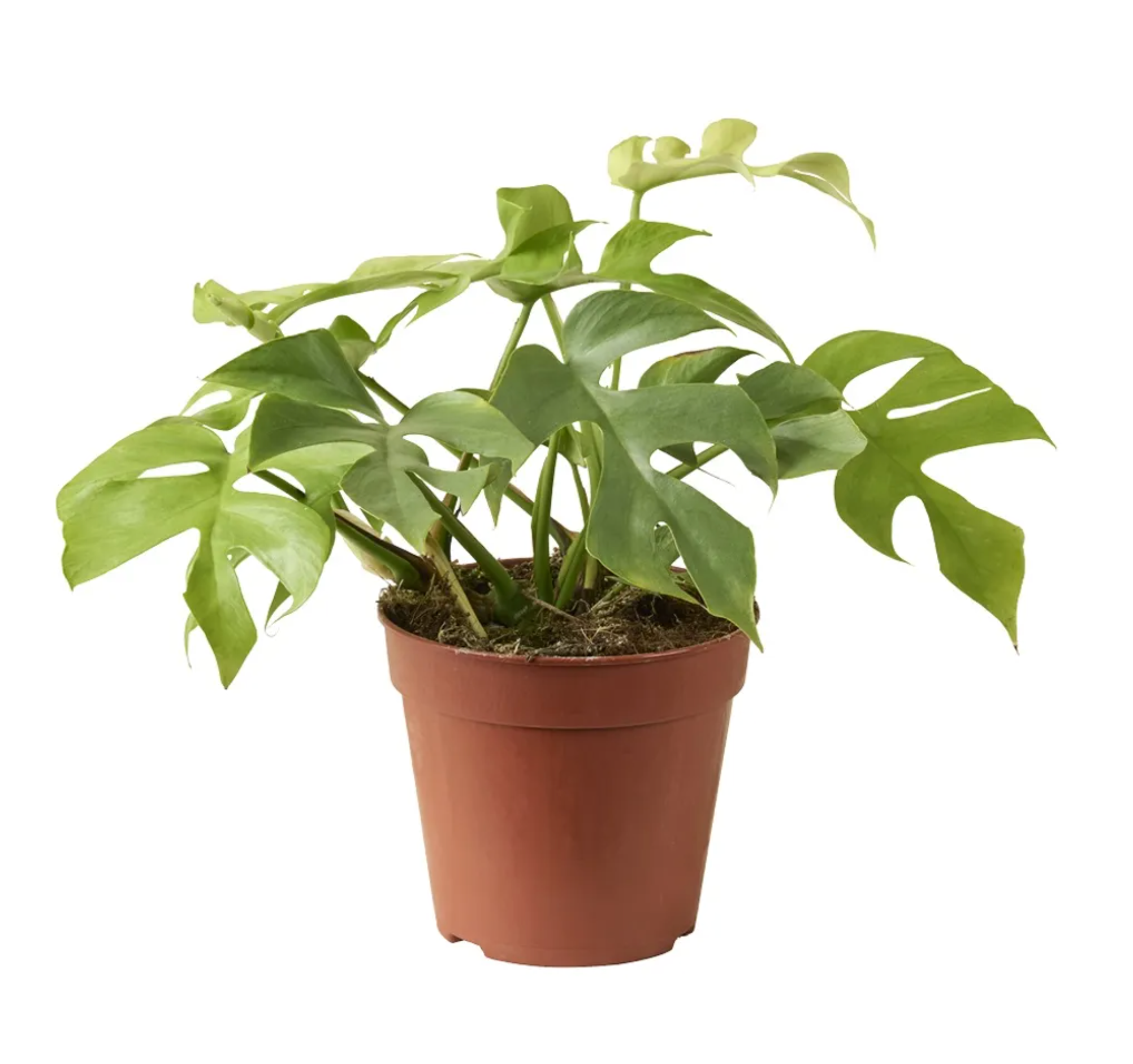 Rhaphidophora tetrasperma 'Goldrush'