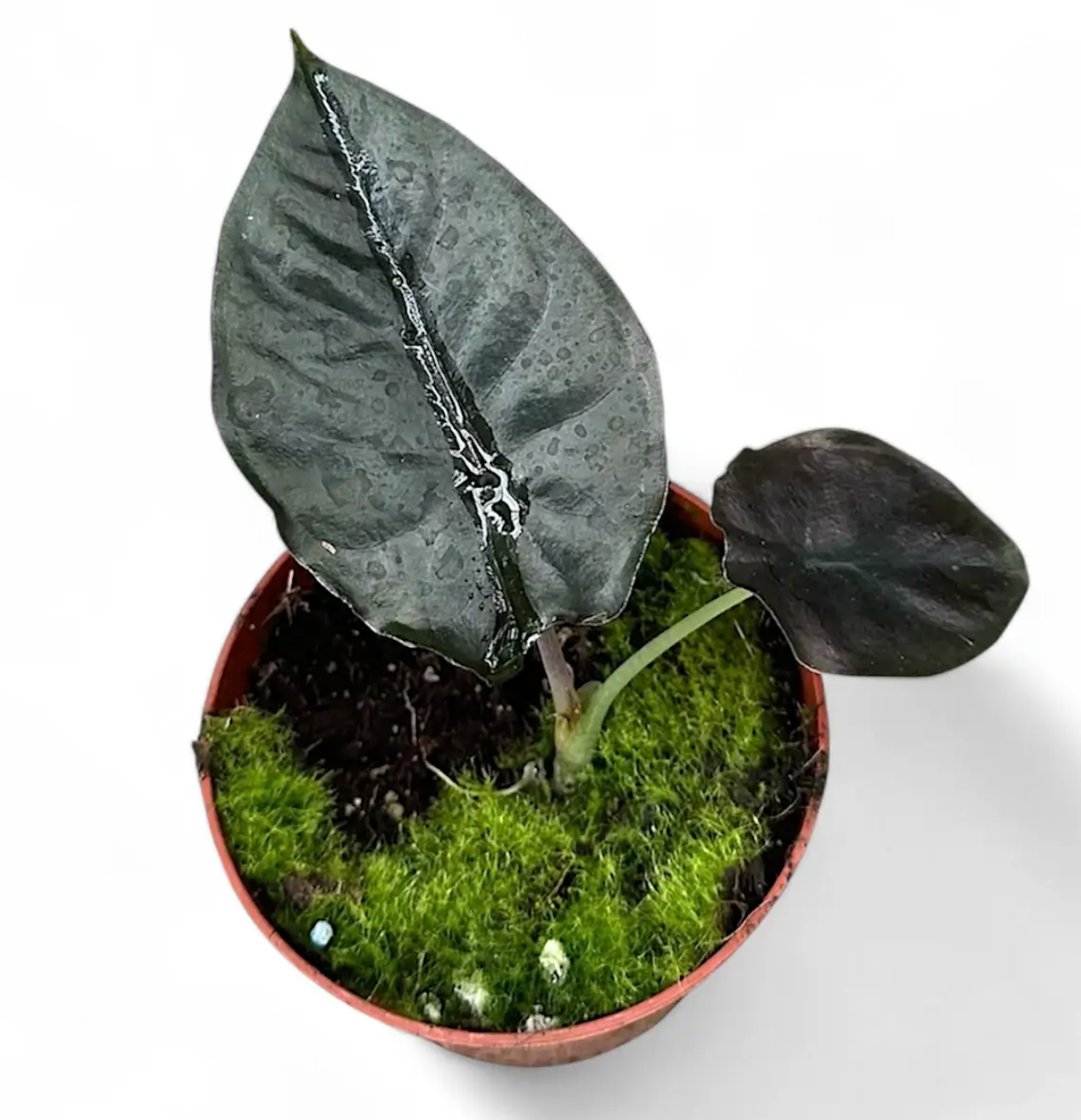 Alocasia infernalis BLACK MAGIC