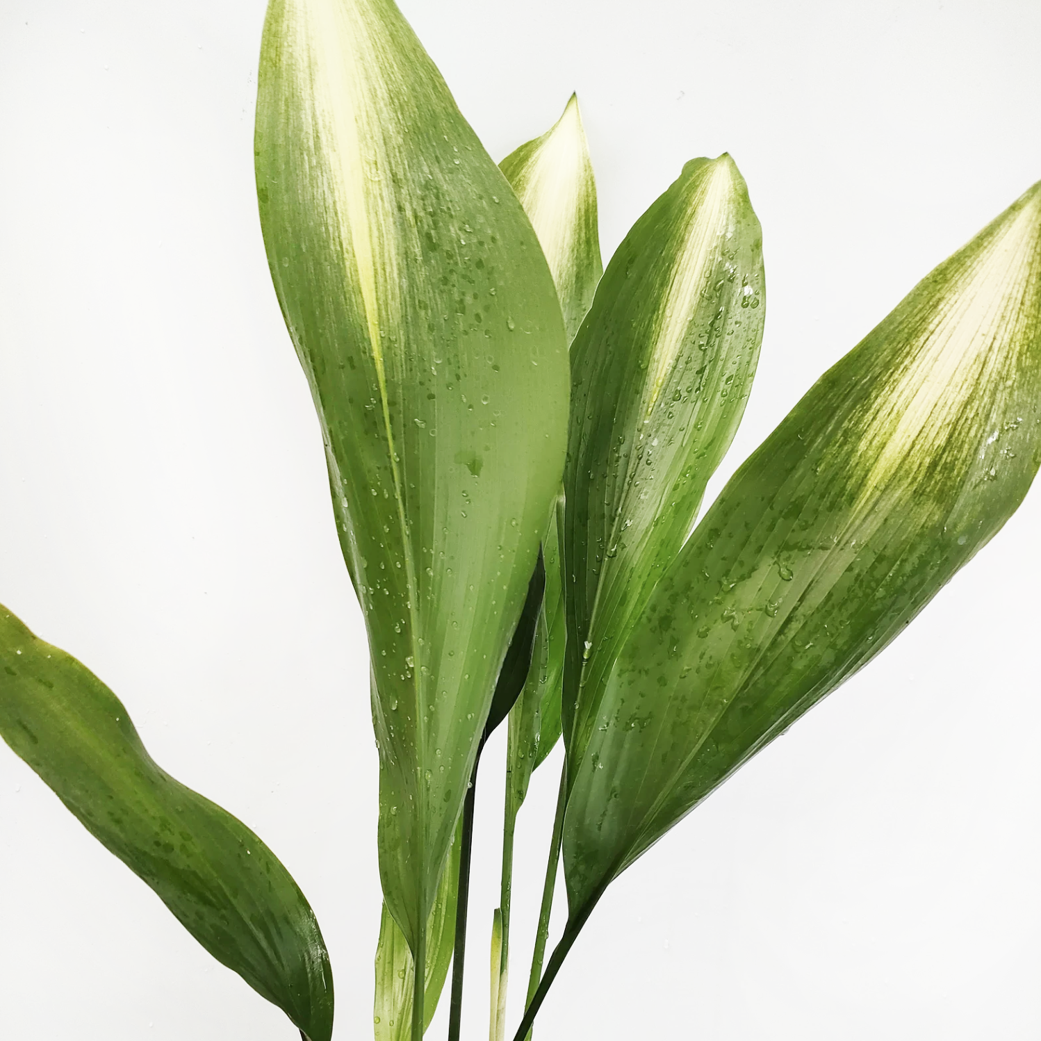 Aspidistra Asahi