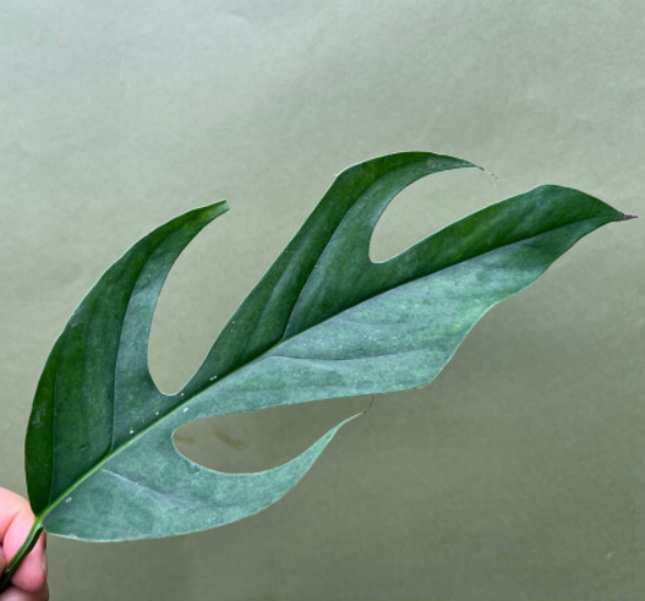 Epipremnum Baltic Blue