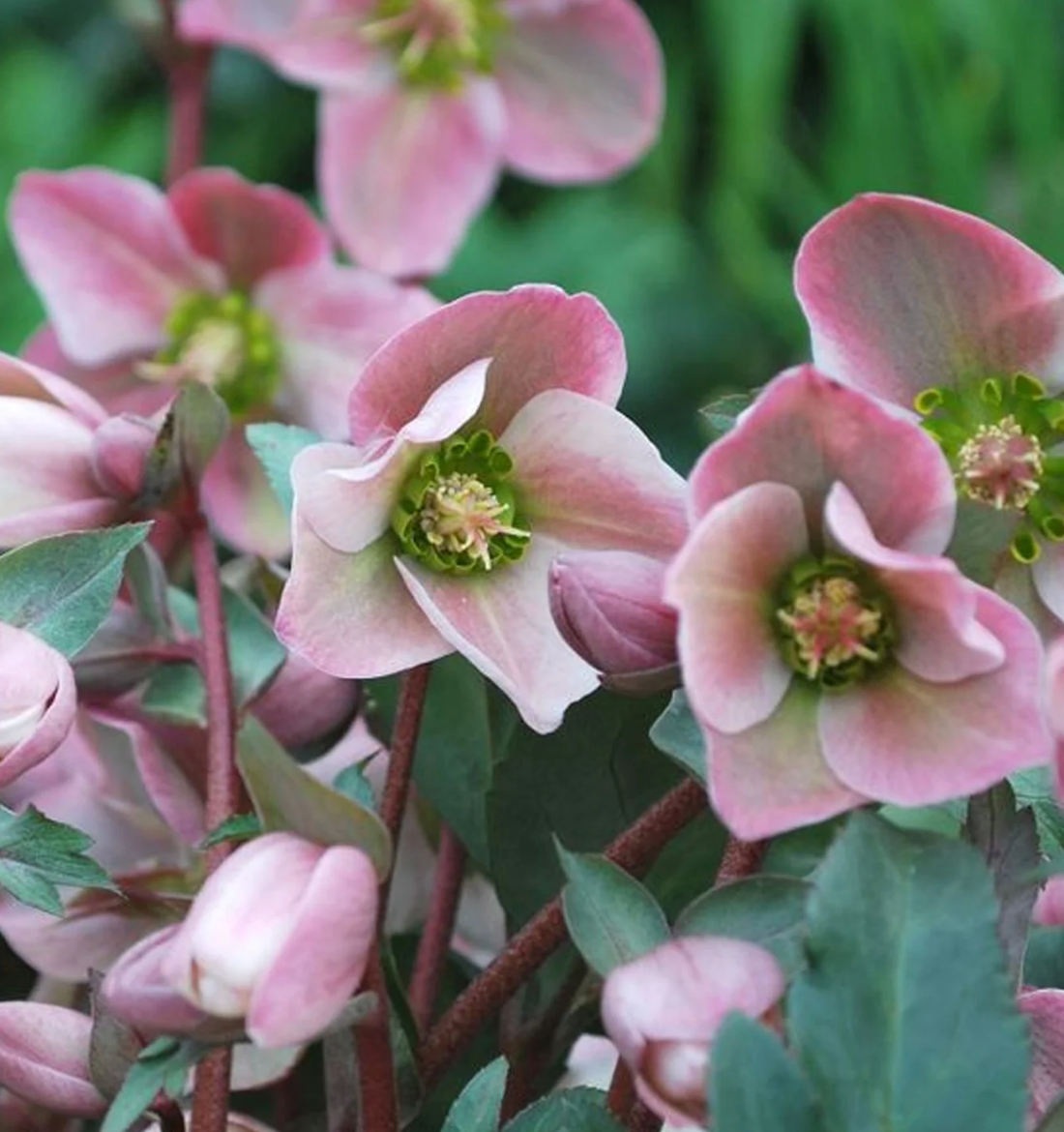 Helleborus Angel Glow (Helleboro)