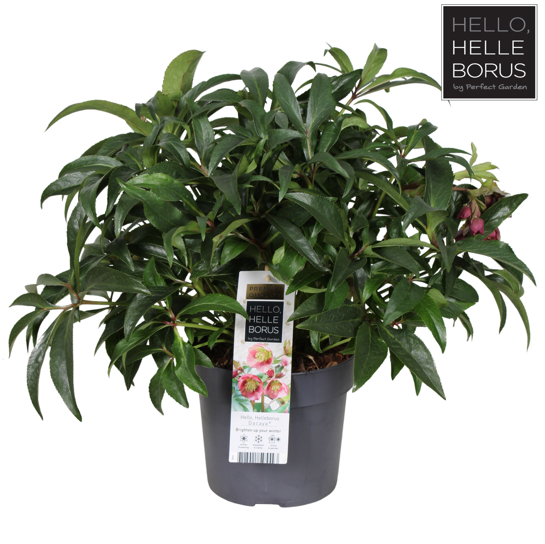 Helleborus Dacaya Dacaya