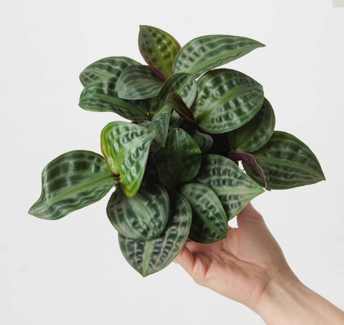 Geogenanthus poeppigii Florijn