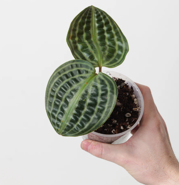 Geogenanthus poeppigii Florijn