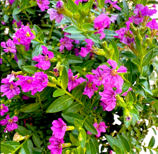 Cuphea /fuxia