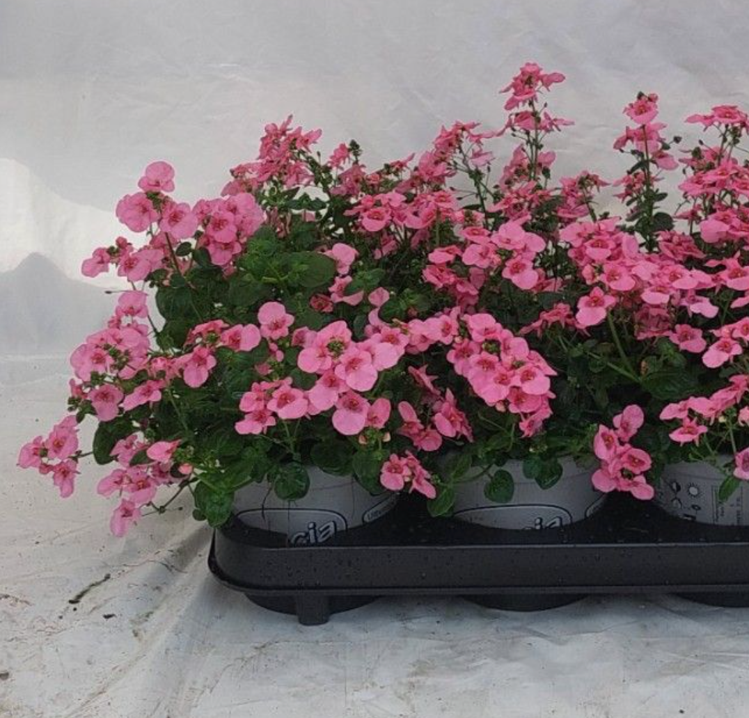 Diascia Ruby Field