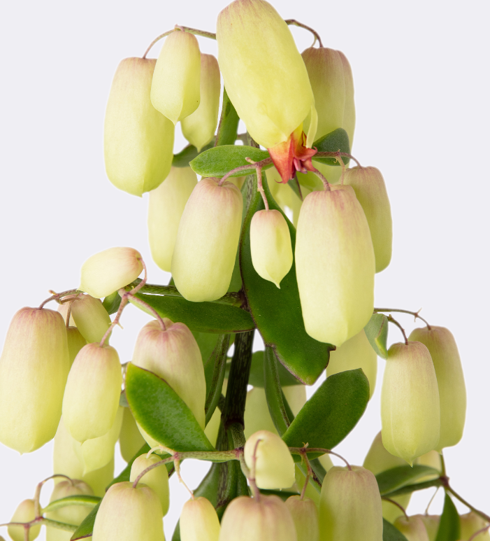 Kalanchoe Magic Bells