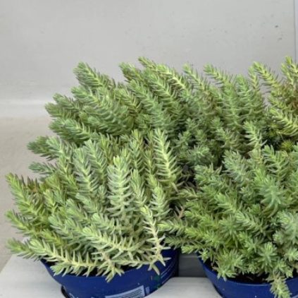 Sedum Reflexum