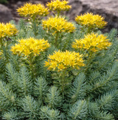Sedum Reflexum