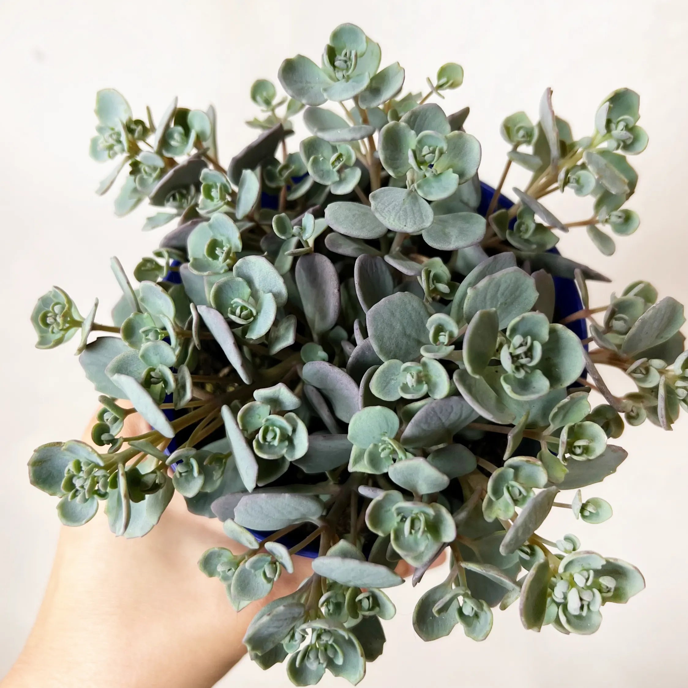 Sedum cauticola 'Lidakense'