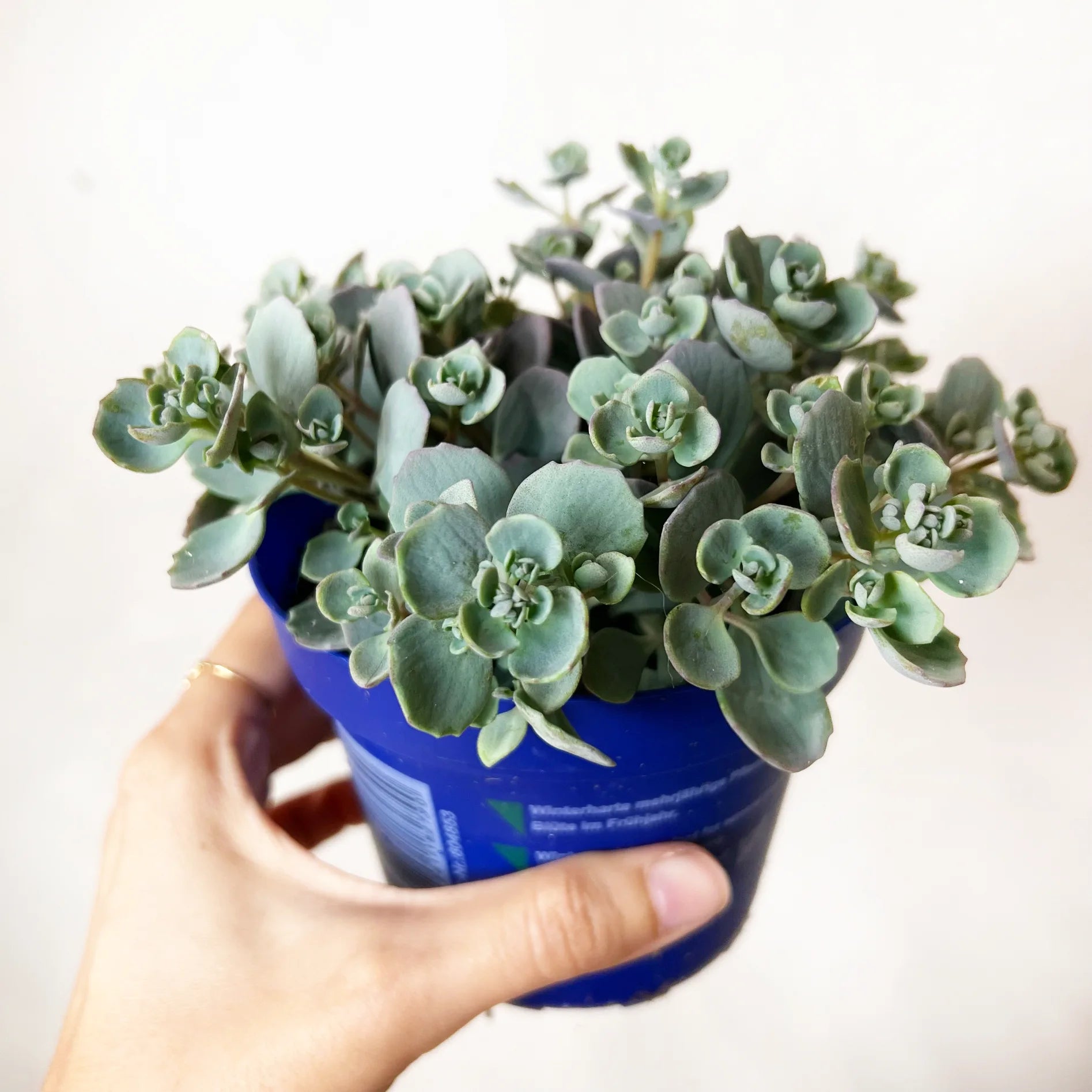 Sedum cauticola 'Lidakense'