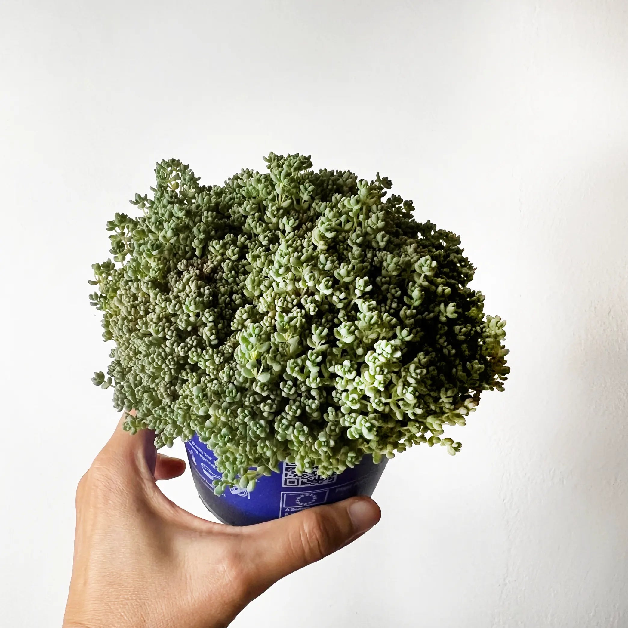 Sedum dasyphyllum 'Minor'
