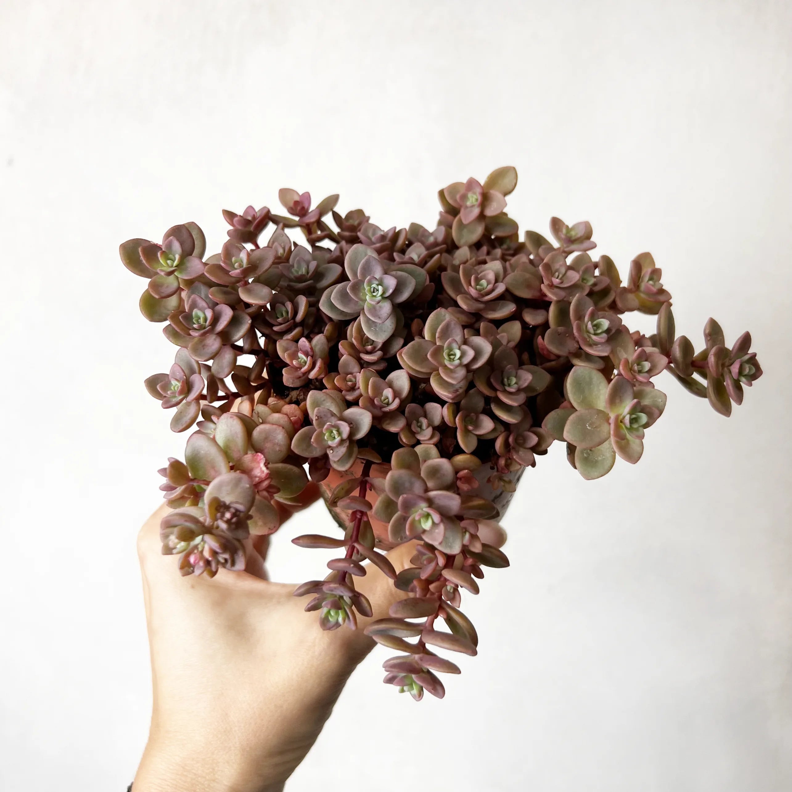 Sedum Rosenteppich