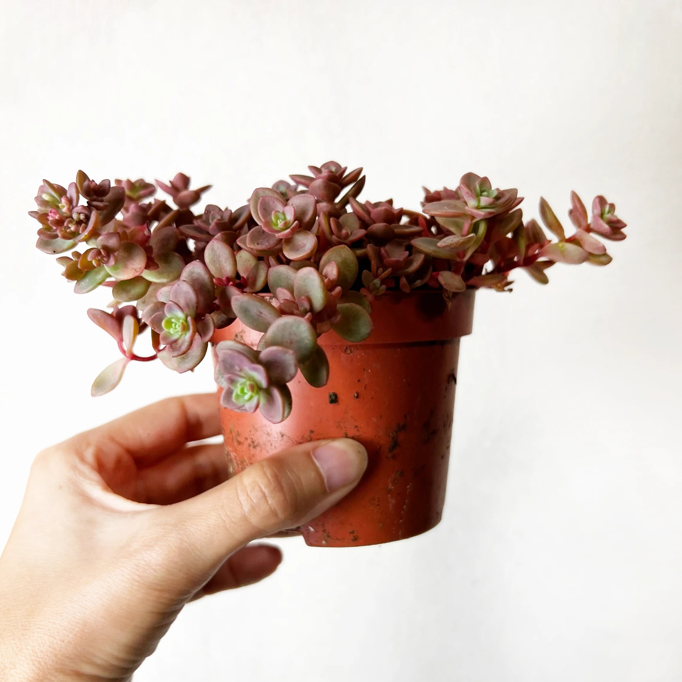 Sedum Rosenteppich