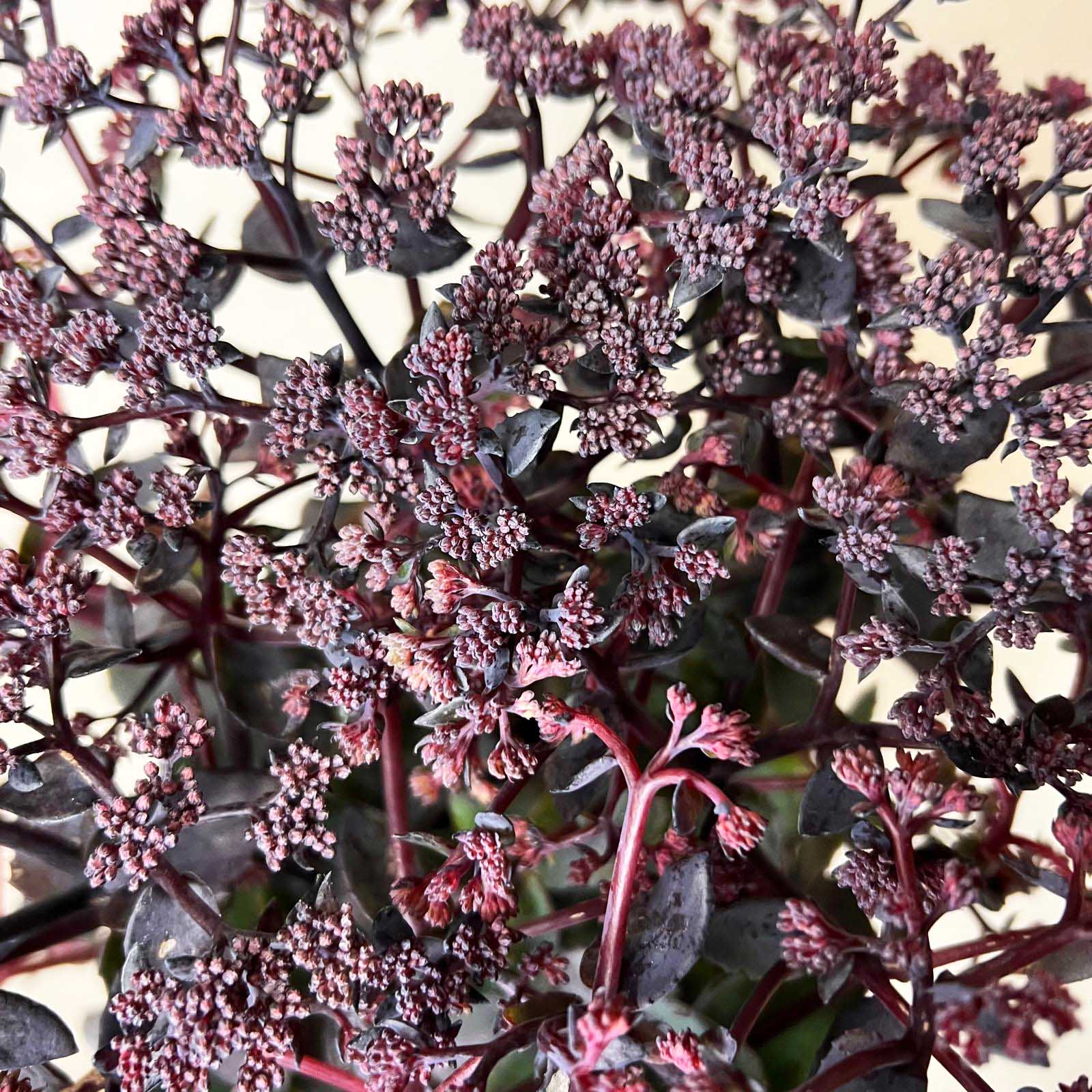 Sedum Seduction Rose Soiree