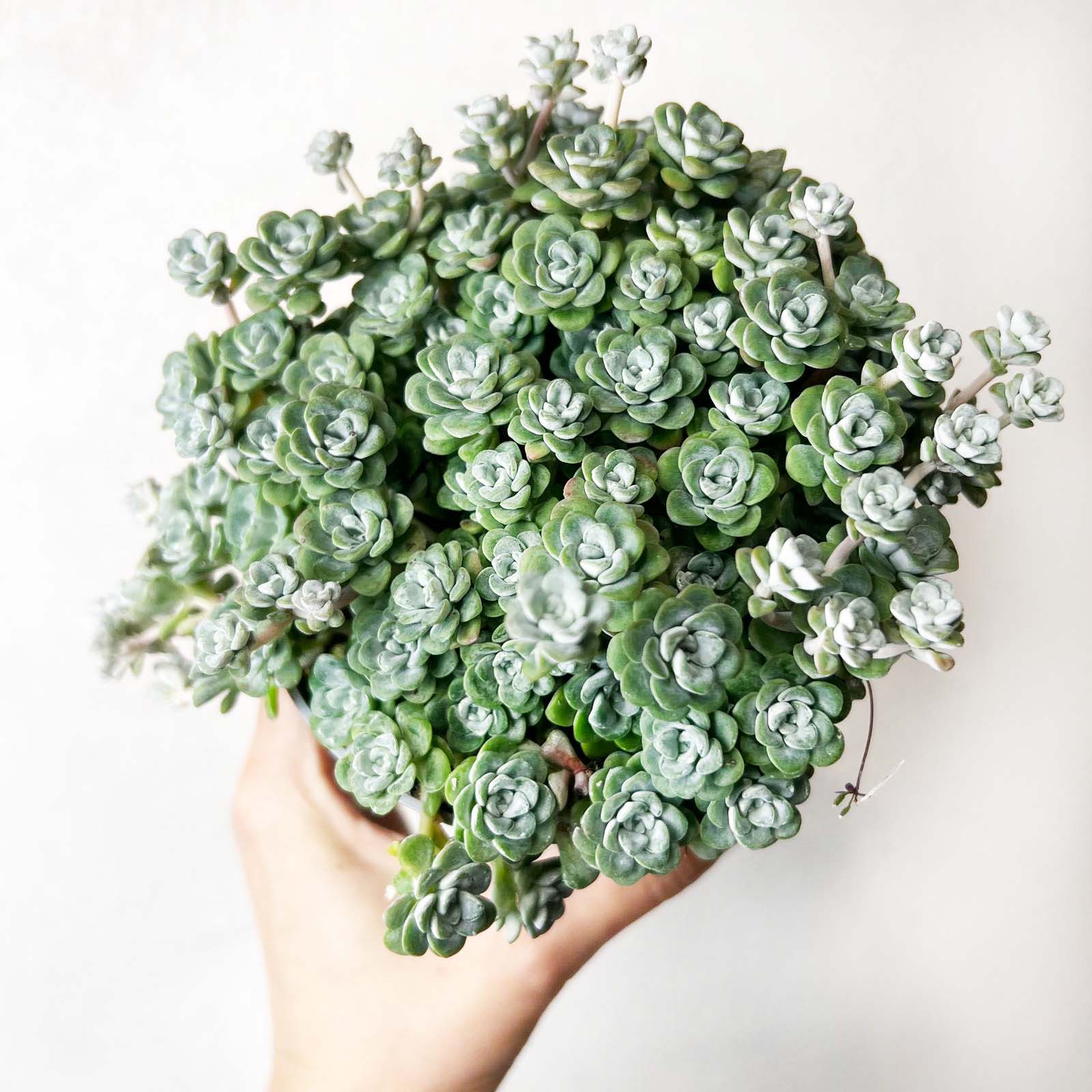 Sedum spathulifolium Cape Blanco