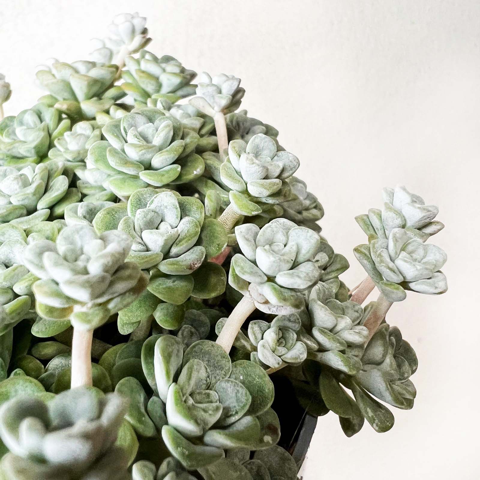 Sedum spathulifolium Cape Blanco