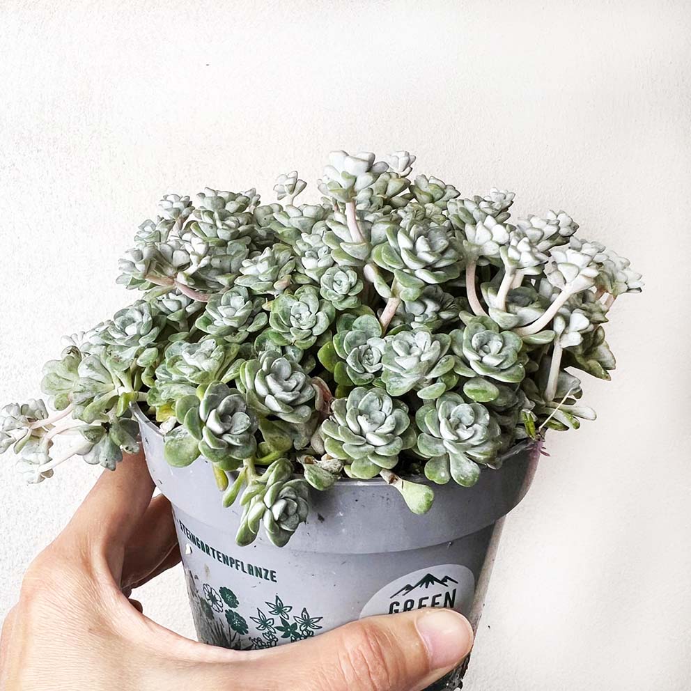 Sedum spathulifolium Cape Blanco