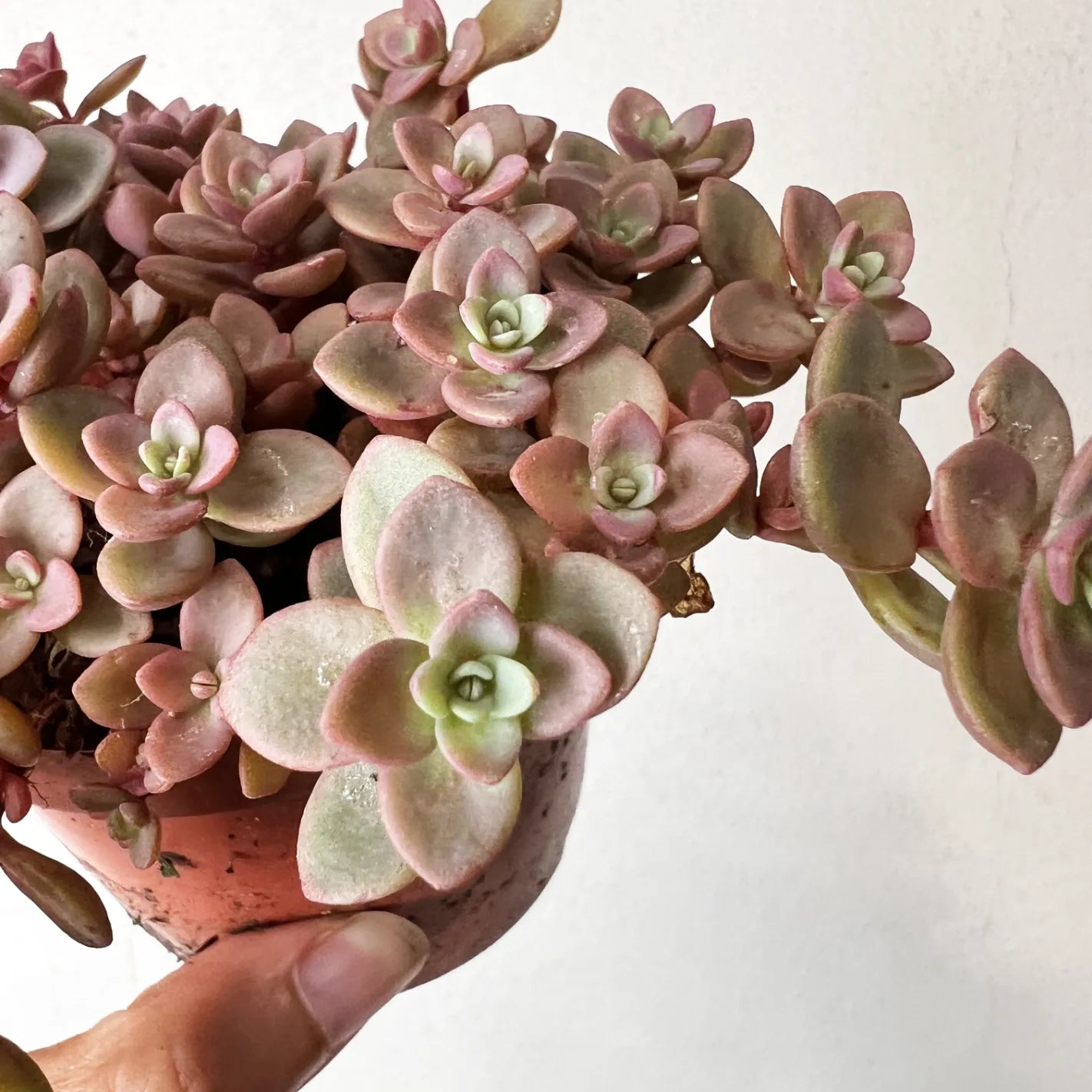 Sedum Rosenteppich