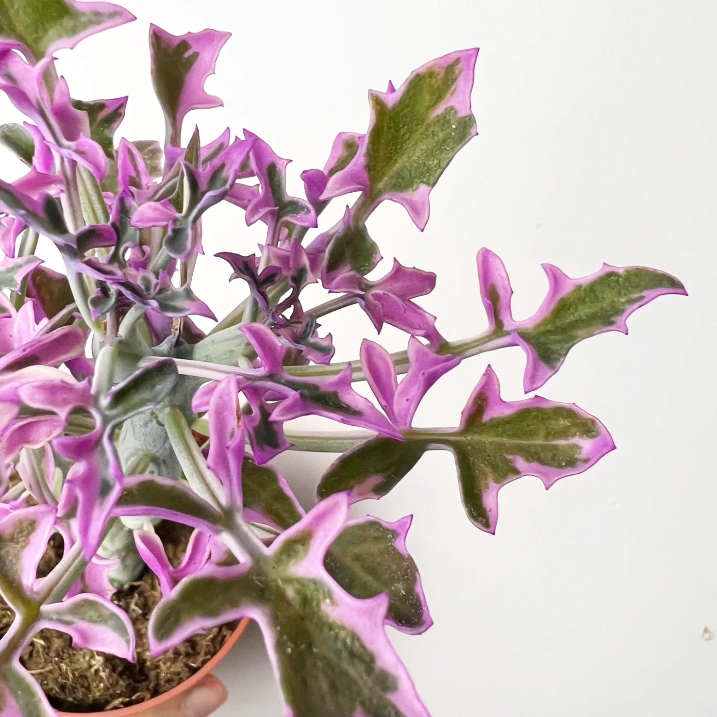 Senecio Articulatus Variegato