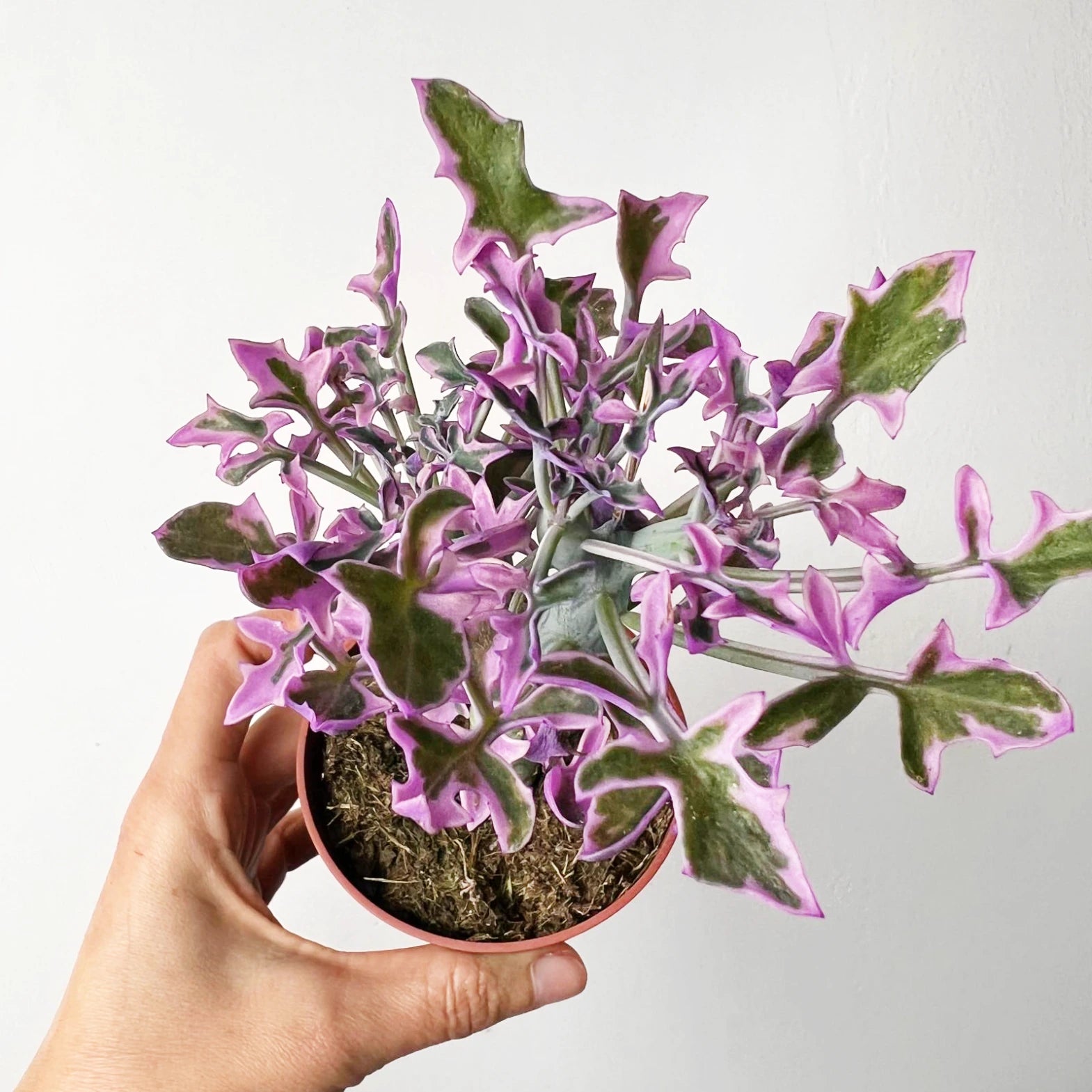 Senecio Articulatus Variegato