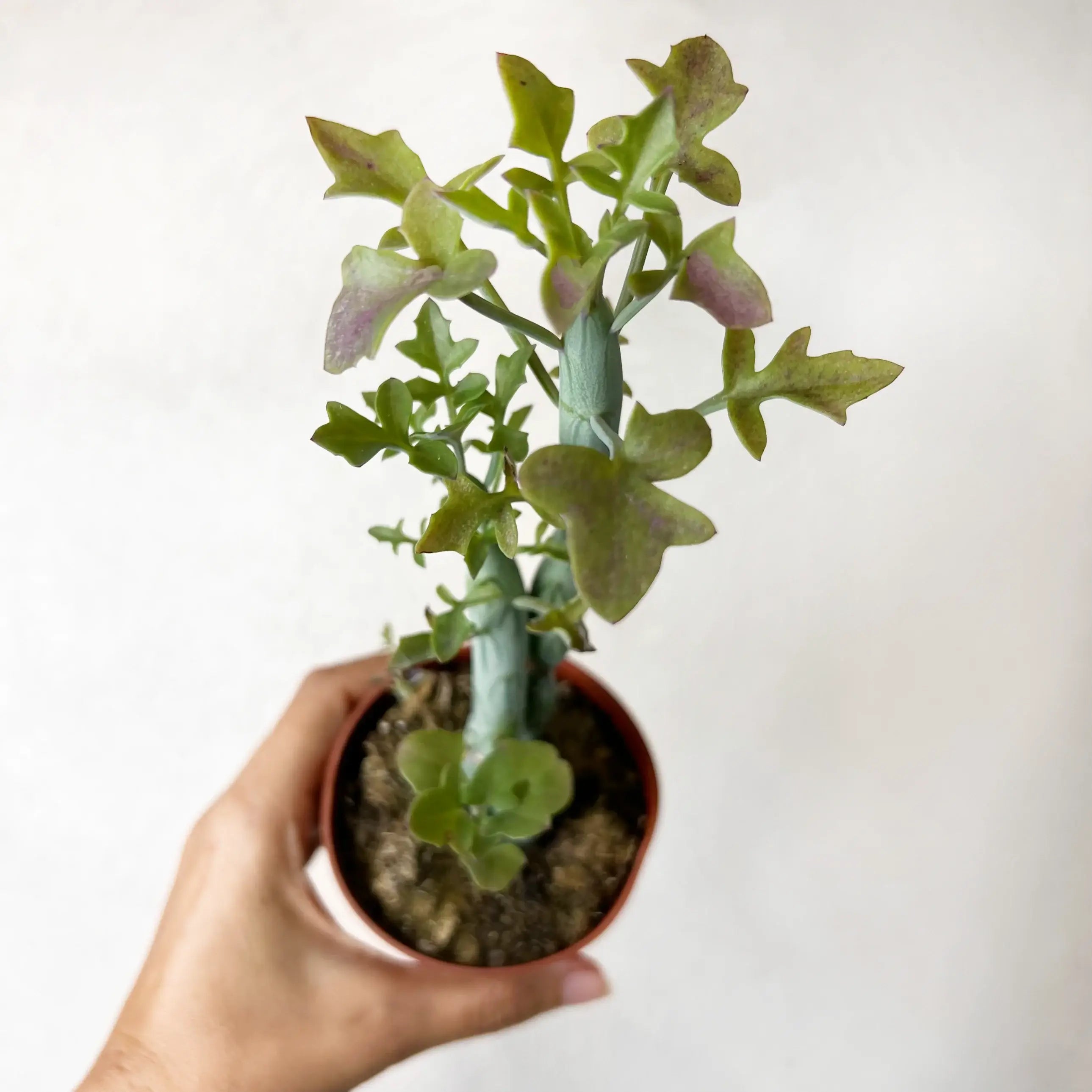 Senecio Articulatus