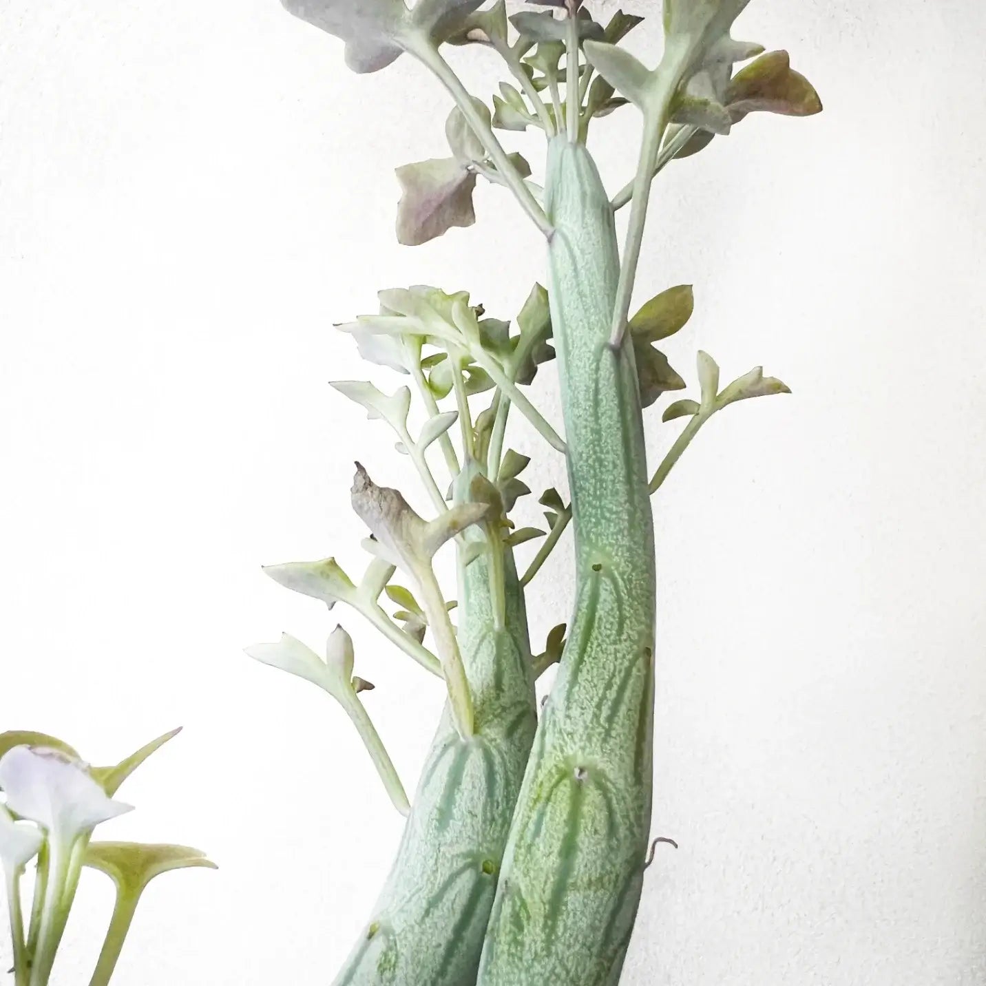 Senecio Articulatus