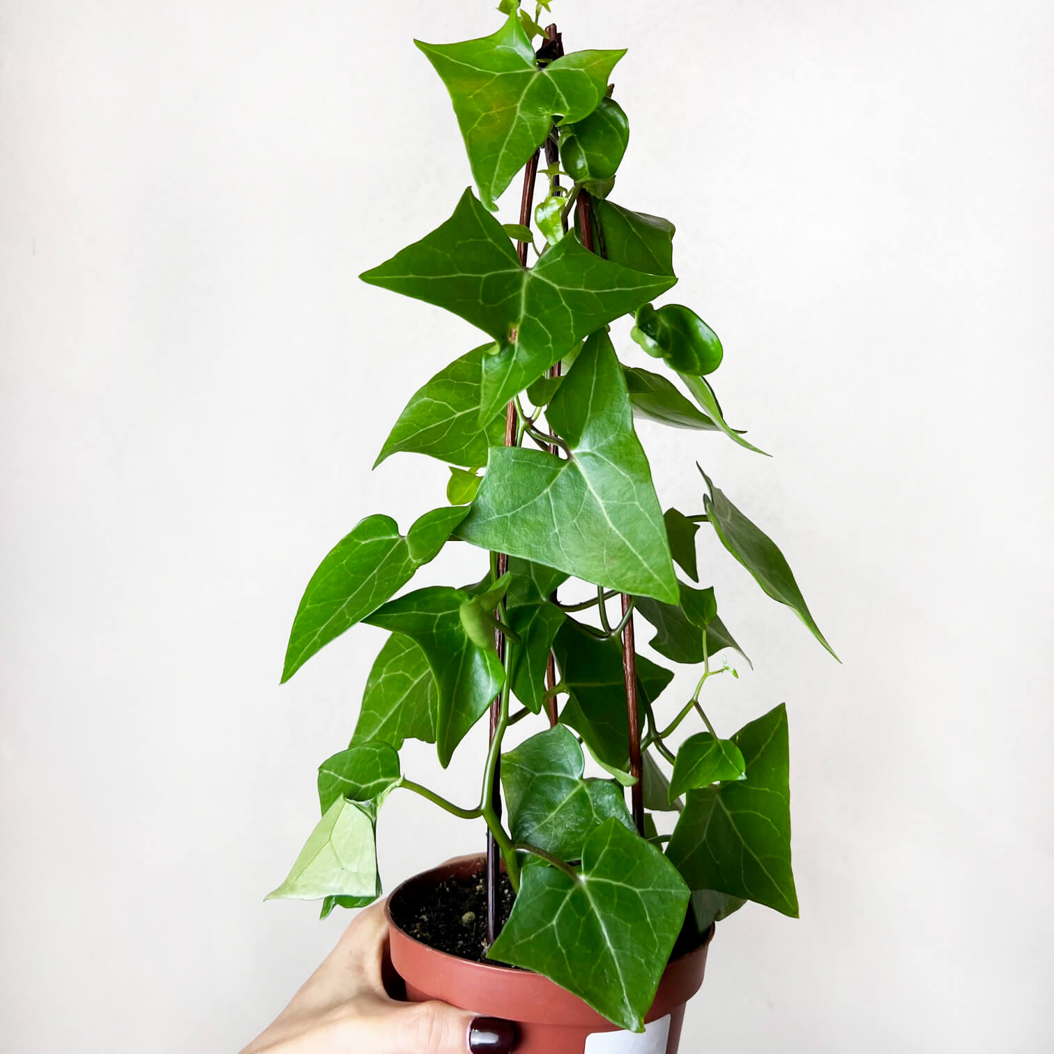 Senecio Macroglossus (edera del Kenia)