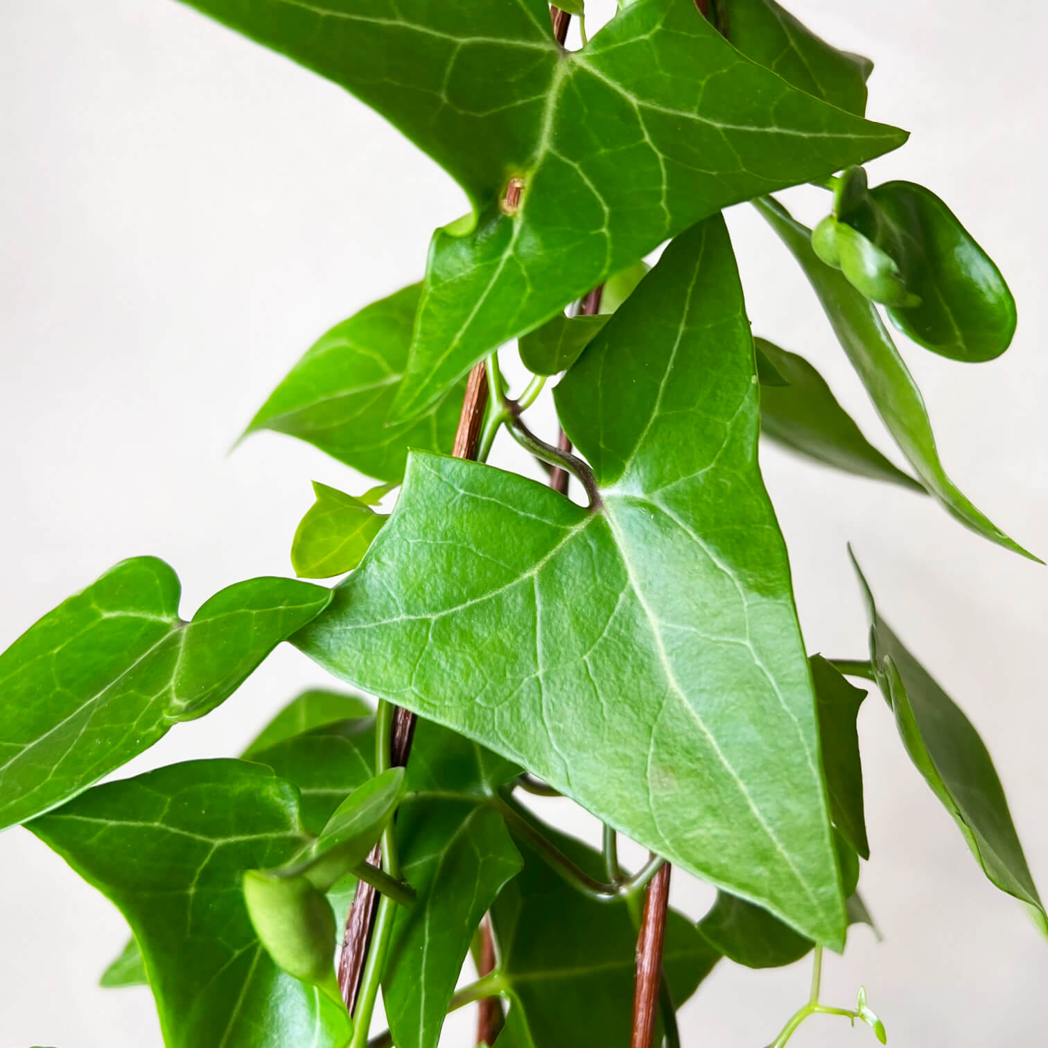 Senecio Macroglossus (edera del Kenia)