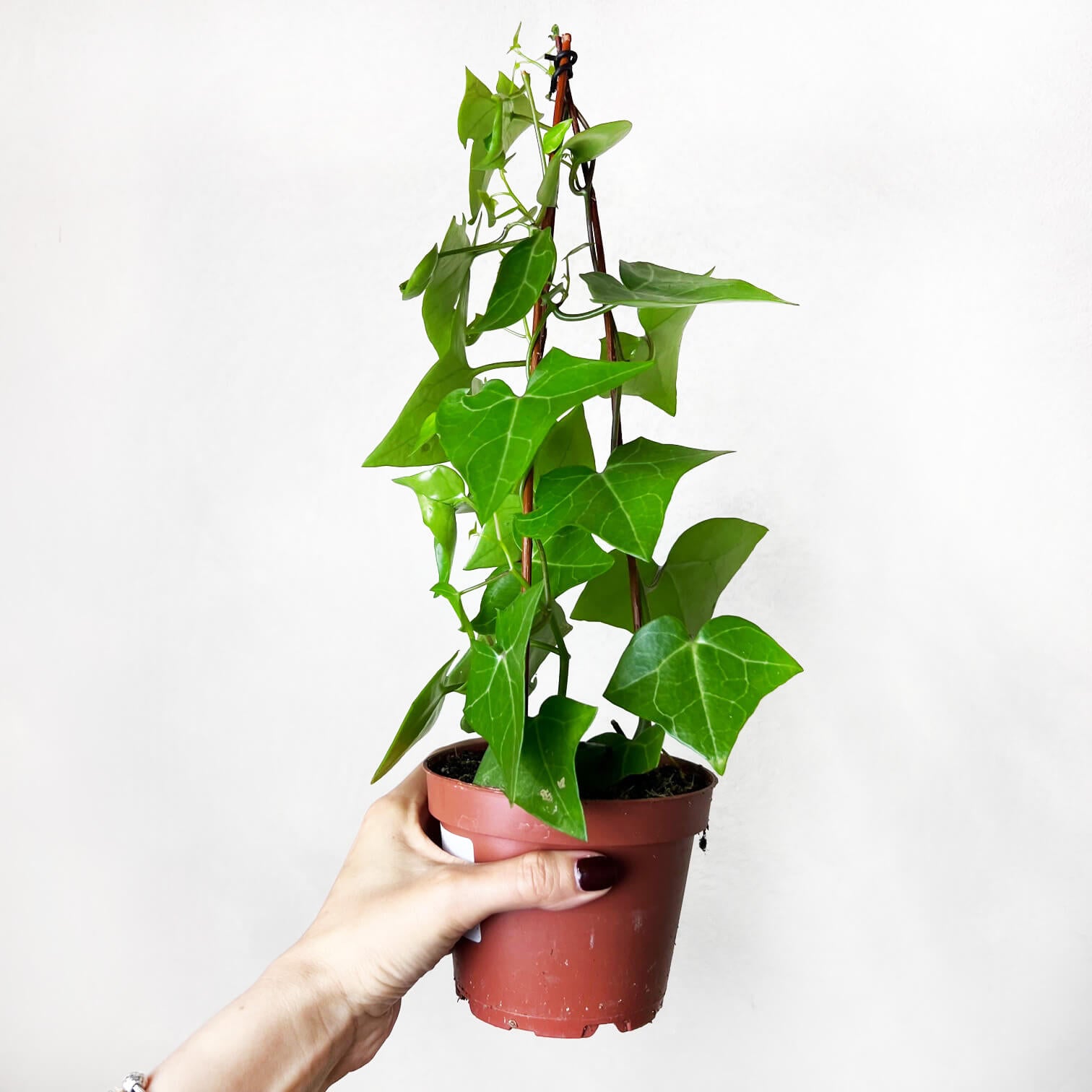 Senecio Macroglossus (edera del Kenia)