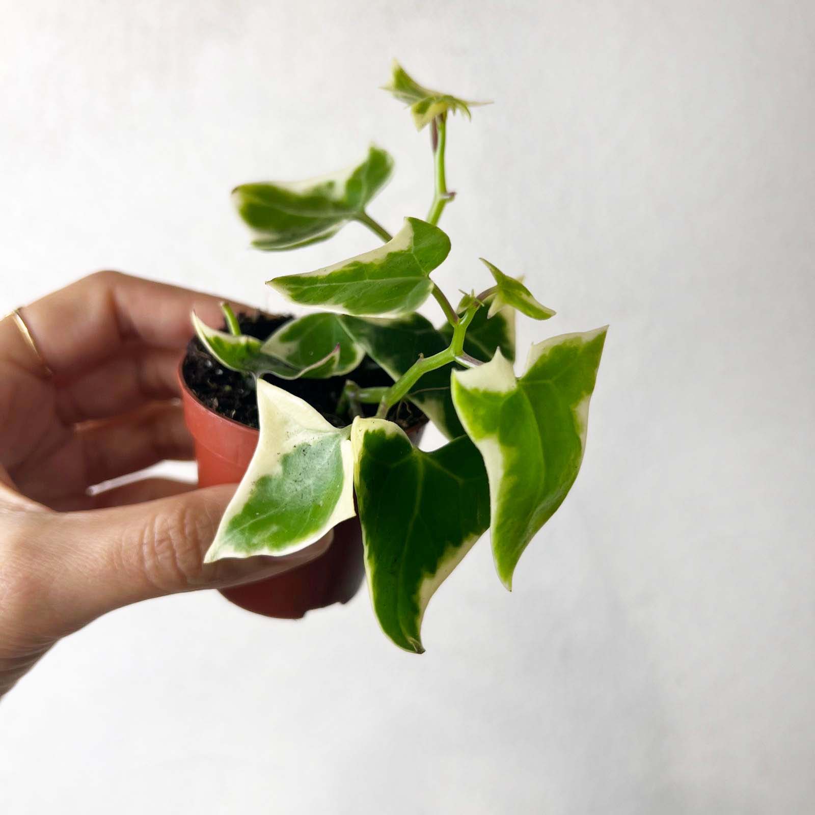 Senecio Macroglossus (edera del Kenia) Variegatus
