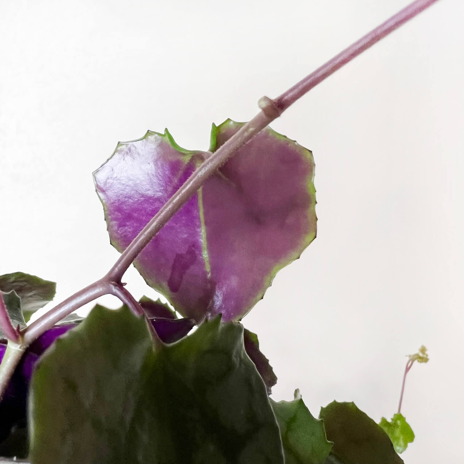 Senecio Mikanioides (Delairea odorata)