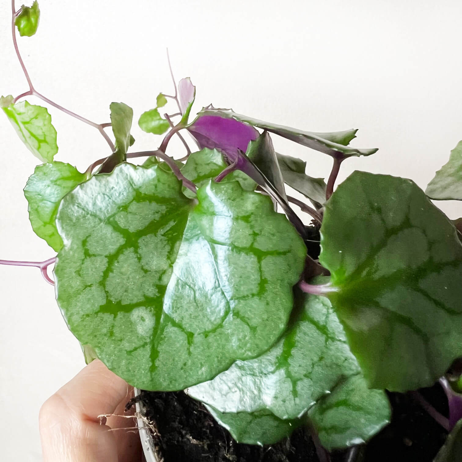 Senecio Mikanioides (Delairea odorata)