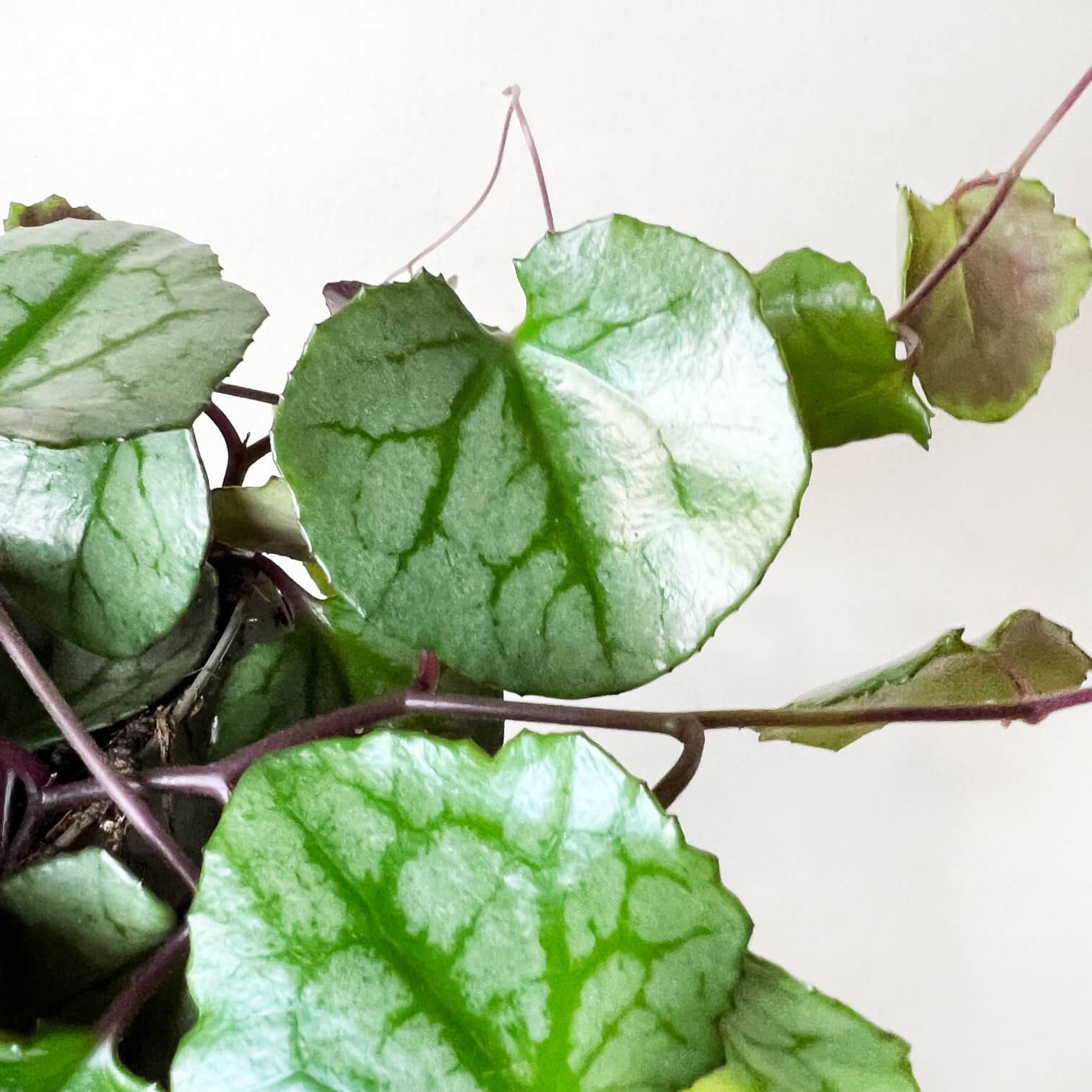 Senecio Mikanioides (Delairea odorata)