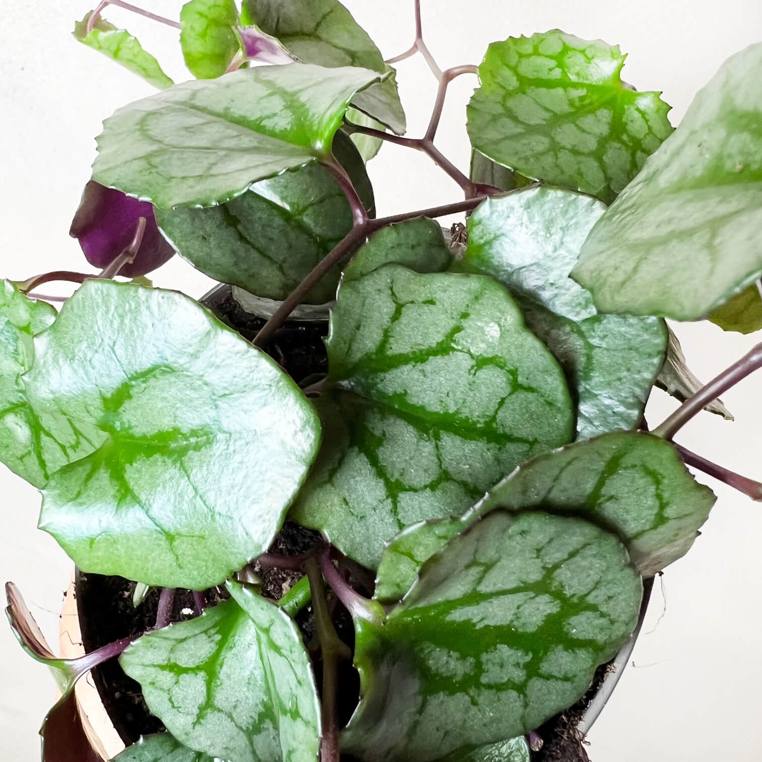 Senecio Mikanioides (Delairea odorata)
