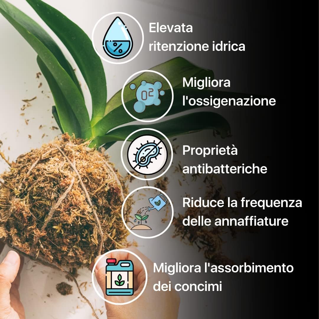 Sfagno Cileno/150 gr qualità premium