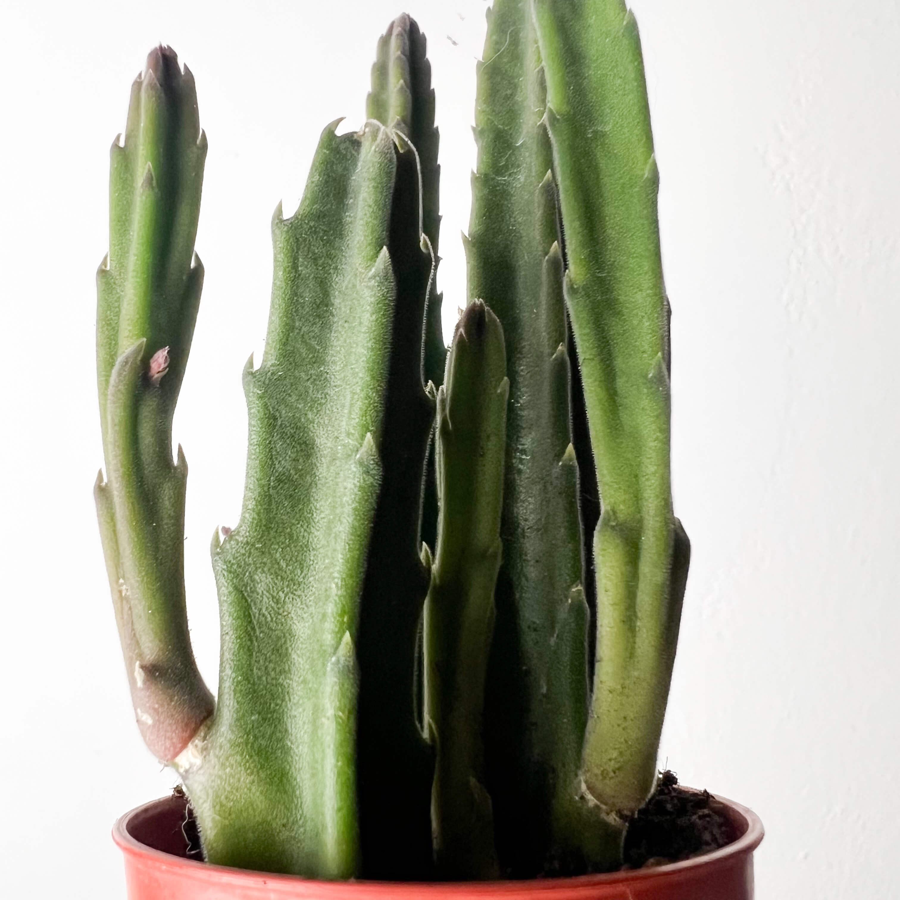 Stapelia Leendertziae