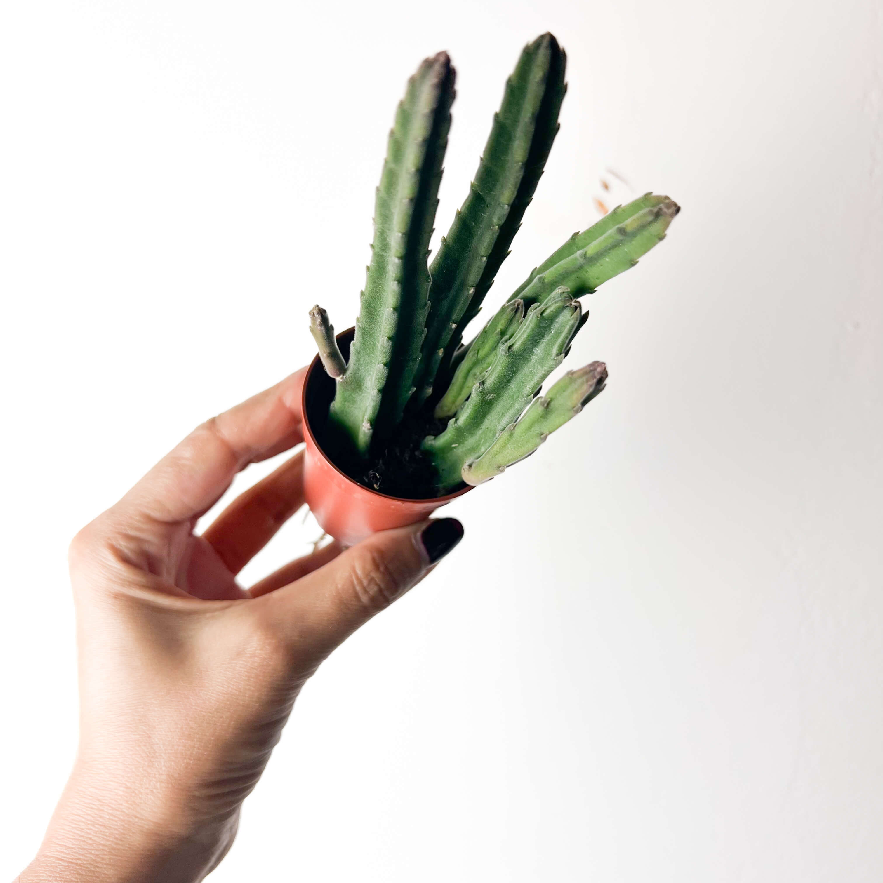 Stapelia Leendertziae