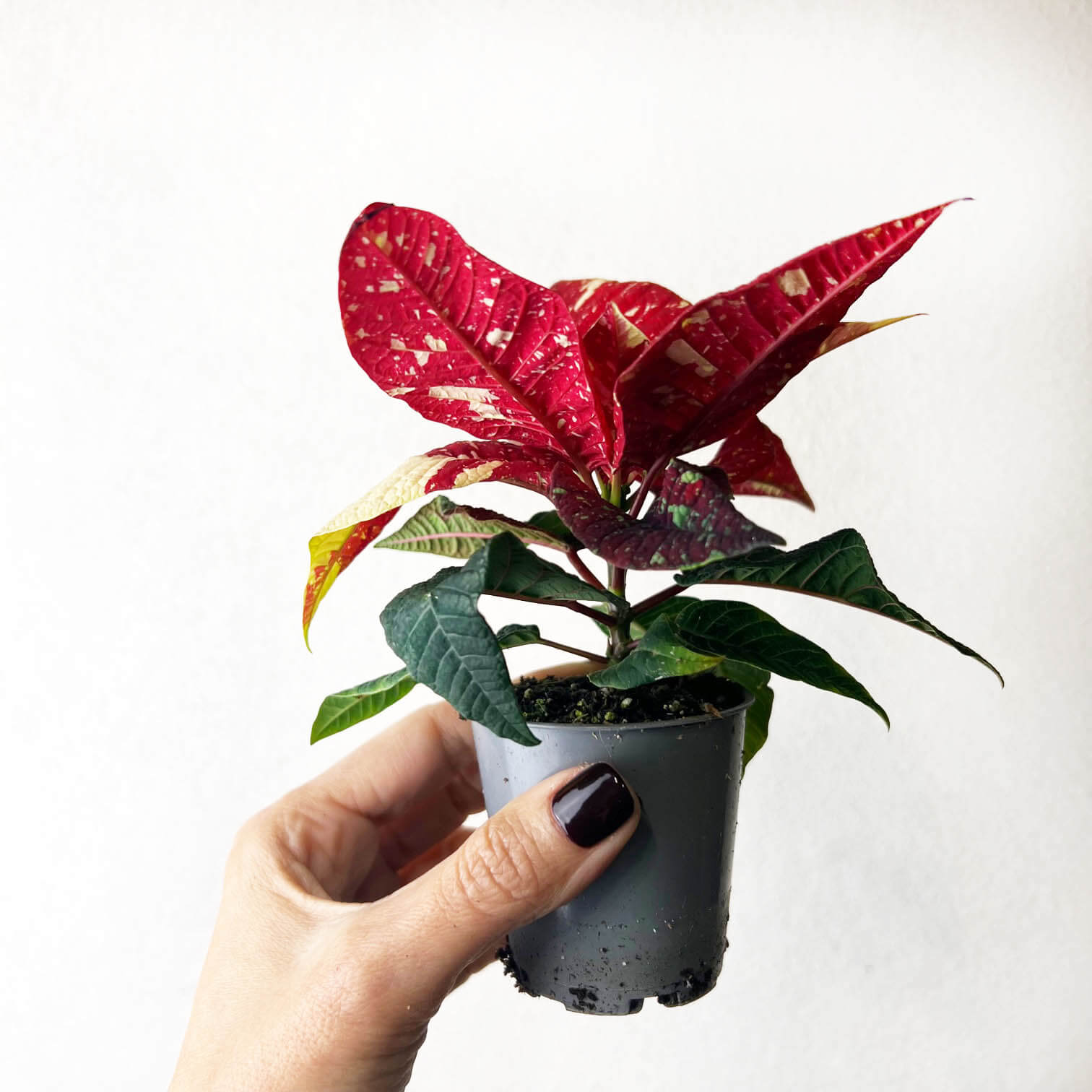 Stella di Natale/ Euphorbia pulch. Primero Glitter